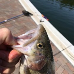 服部緑地でトラウトフィッシング〜