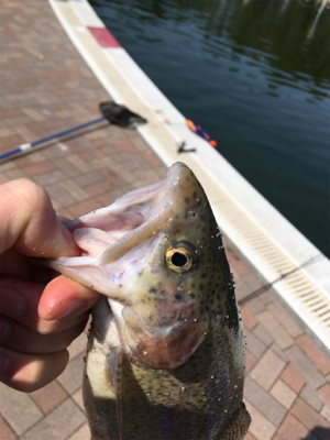 服部緑地でトラウトフィッシング〜