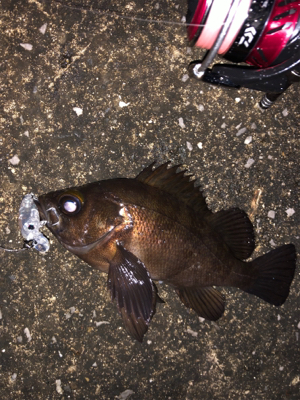 うみかぜ公園メバリング