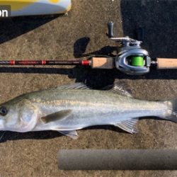 嵐明けのハンサムシーバス♫