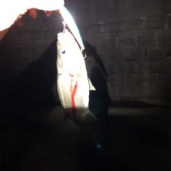 友人とシーバス