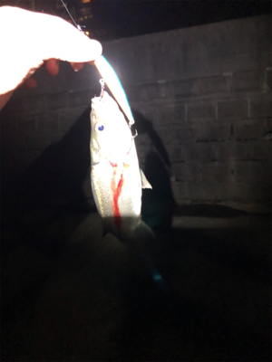 友人とシーバス