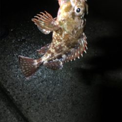 ガッシーのオンパレード