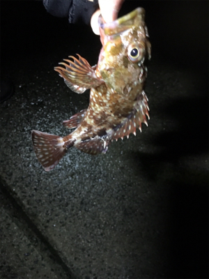 ガッシーのオンパレード