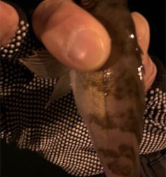 極小バイトをいかにフッキングに持ち込むか。