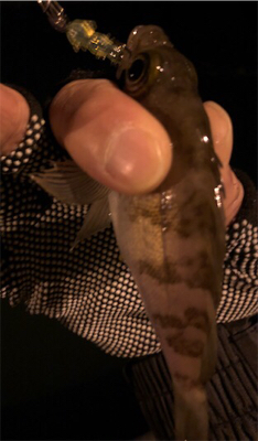 極小バイトをいかにフッキングに持ち込むか。…