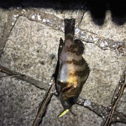 ひさびさの釣行