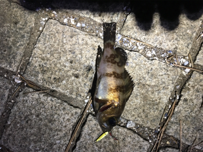 ひさびさの釣行