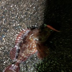 ナイトガシリング