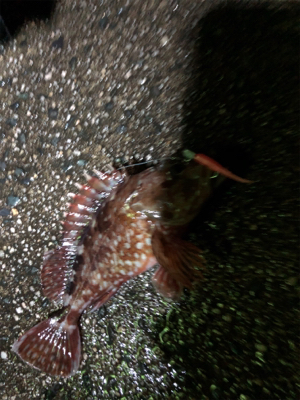 ナイトガシリング