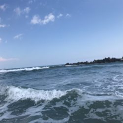 舌平目とヒラメ?