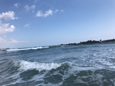 舌平目とヒラメ?