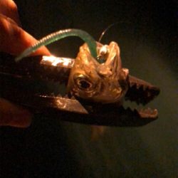 アジング下見♪