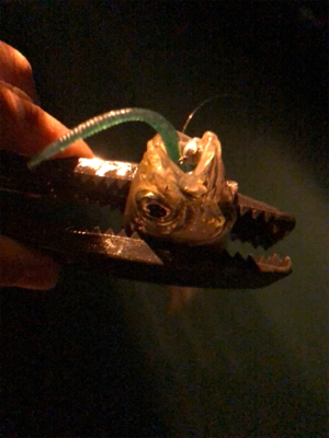 アジング下見♪