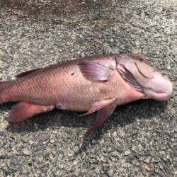 そこそこのコブ