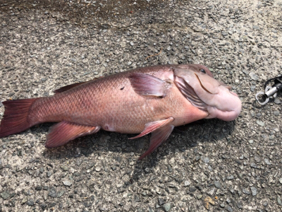 そこそこのコブ