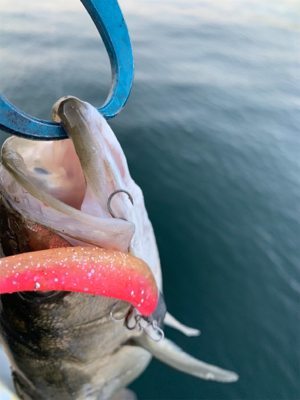 ちょっとそこのお若いの。