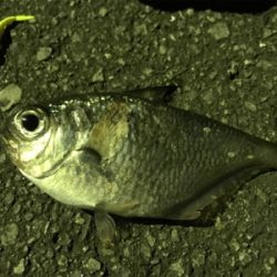 ハタンピング…?