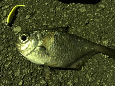 ハタンピング…?