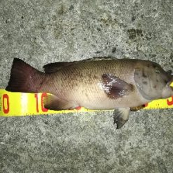 短時間コブチャレ