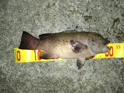 短時間コブチャレ