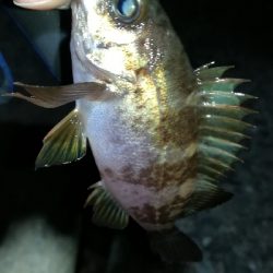 ナイトメバリング