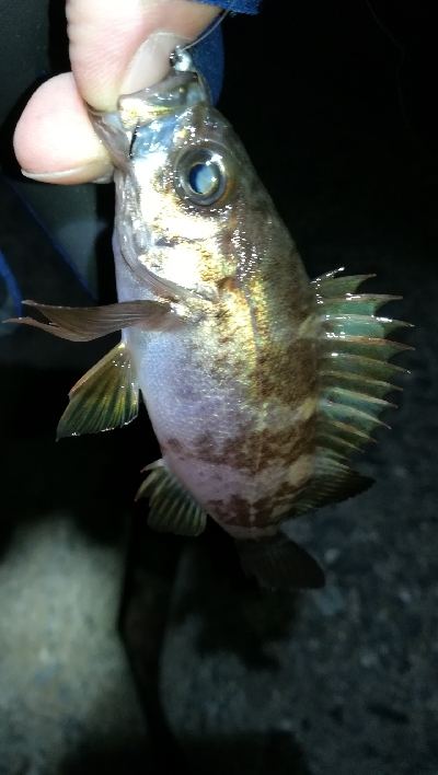 ナイトメバリング