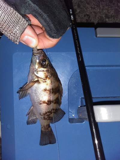 須磨海岸でメバリング！ミニメバルに癒やされ…