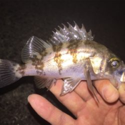 プラグには反応無し、ジグ単ワームで!