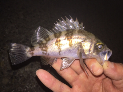 プラグには反応無し、ジグ単ワームで!