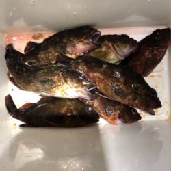 ガシラなら幾らでも