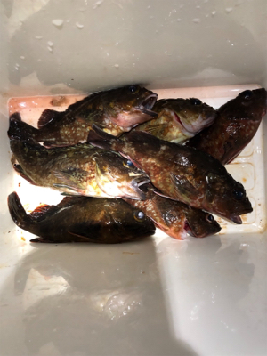 ガシラなら幾らでも