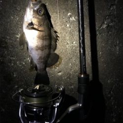 ポツポツとメバル