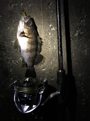 ポツポツとメバル