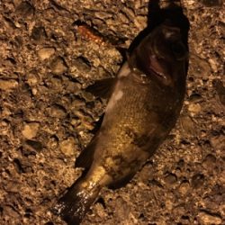 鳴門メバリング