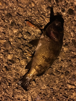 鳴門メバリング