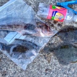 ポン級釣れました