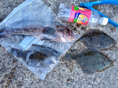 ポン級釣れました