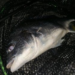 2019 初チニング釣行