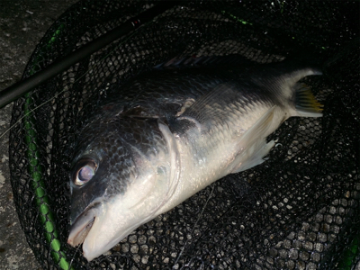 2019 初チニング釣行