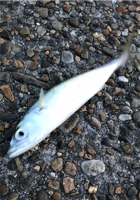 季節外れのサバゲー