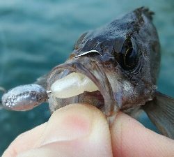 2019年3月15日釣行in箱崎ふ頭