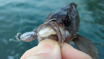 2019年3月15日釣行in箱崎ふ頭