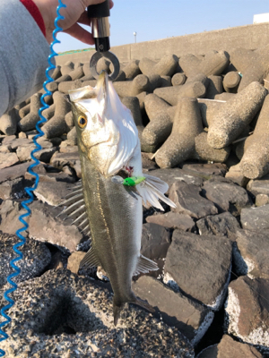 真昼間シーバス