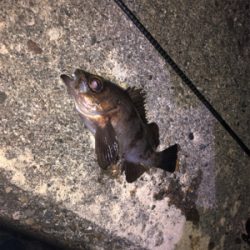 そろそろメバリング