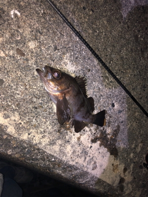 そろそろメバリング