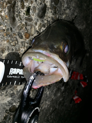 ライトタックルで。