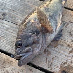 海釣りポート田尻にて