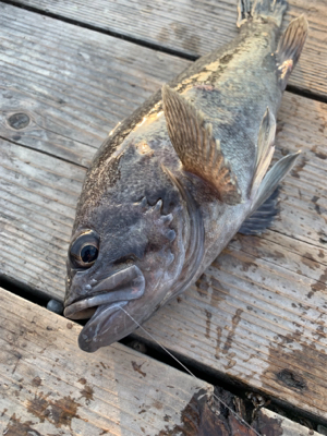 海釣りポート田尻にて