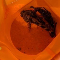 新港での餌釣り